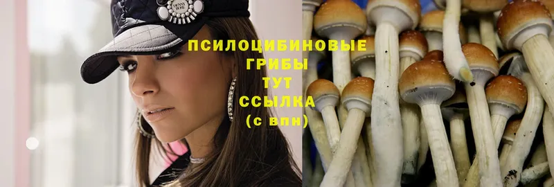 Псилоцибиновые грибы Psilocybine cubensis  блэк спрут маркетплейс  Слюдянка 